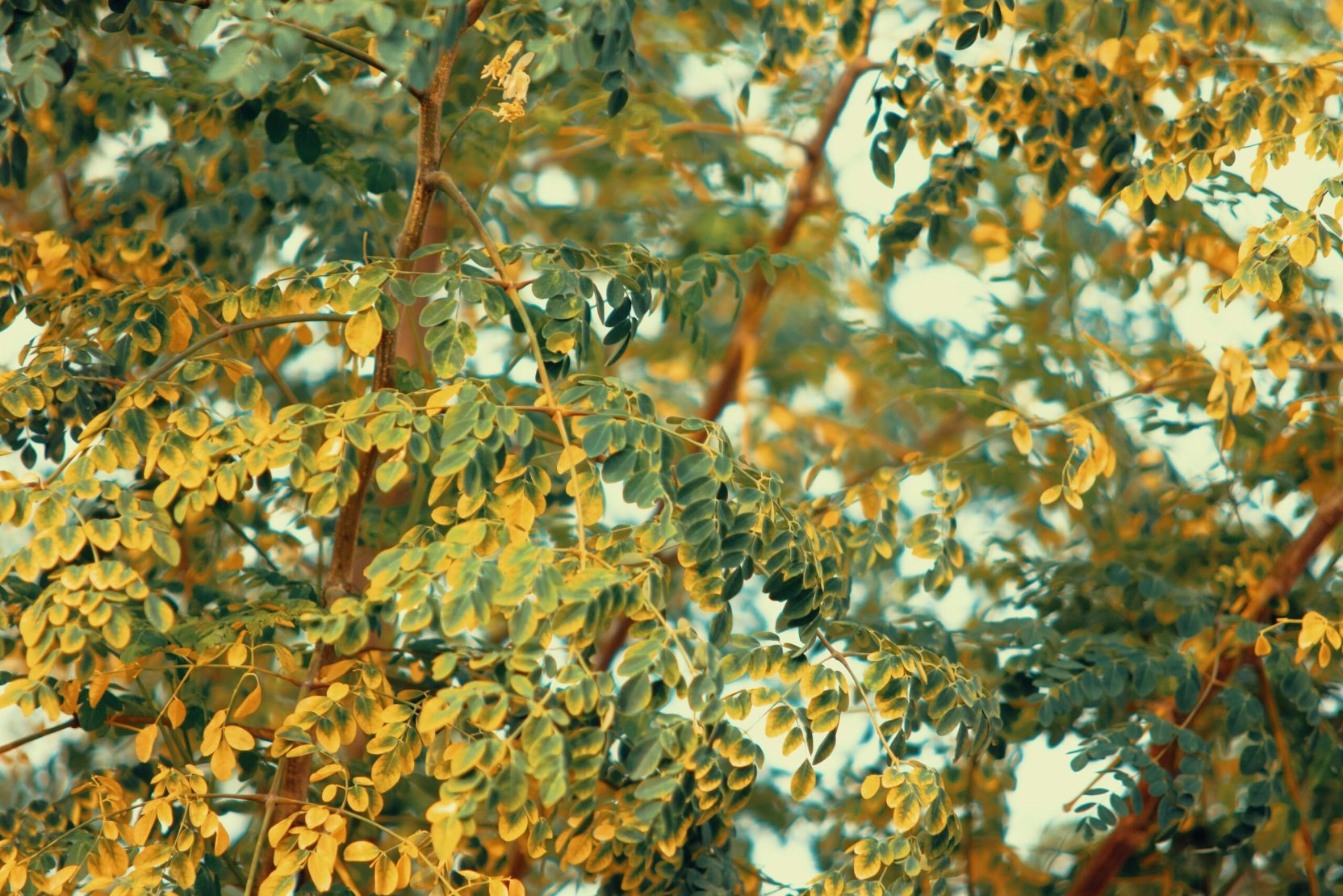 moringa