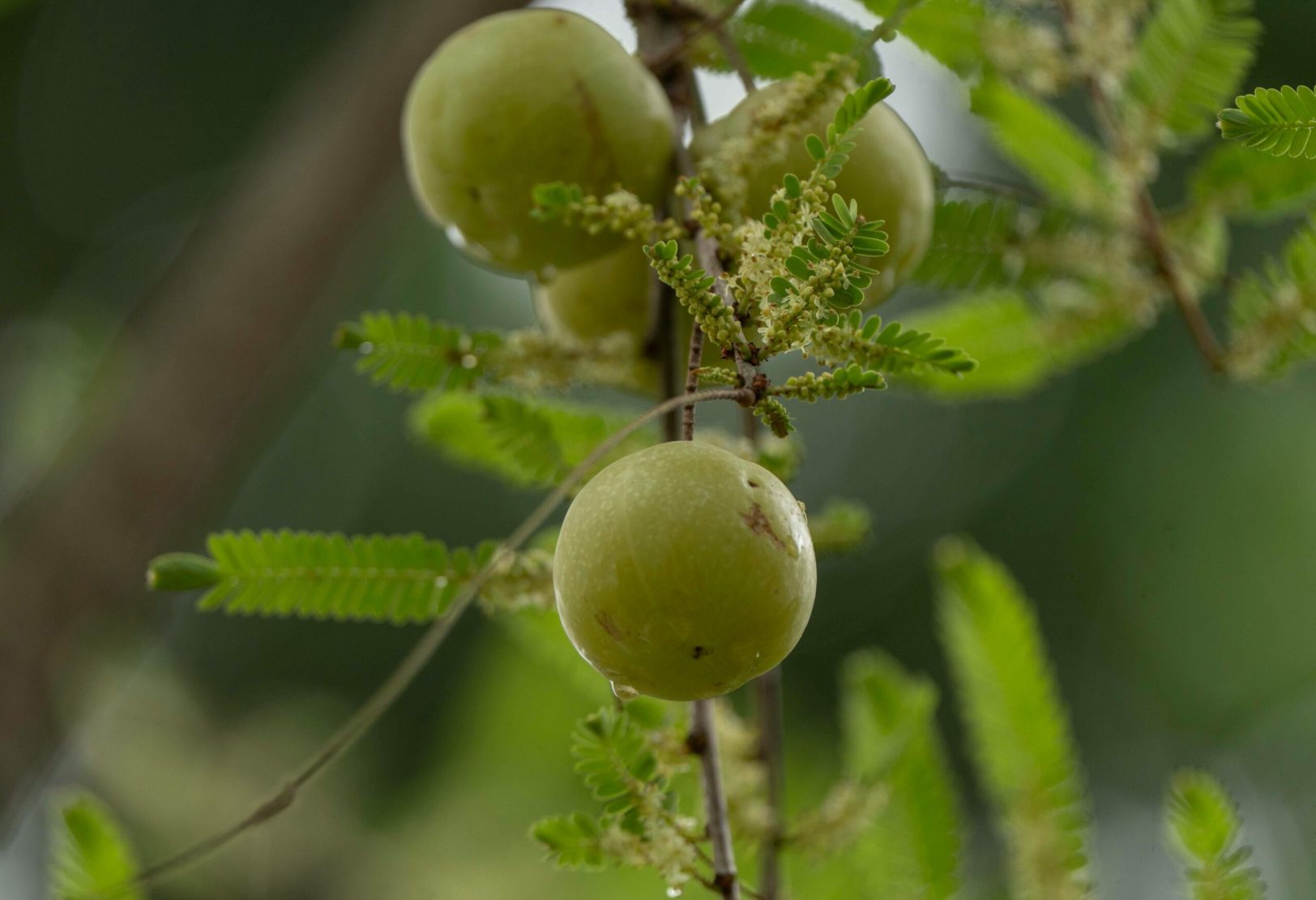 Amla
